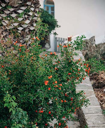 YiaYias home στη Σίφνο